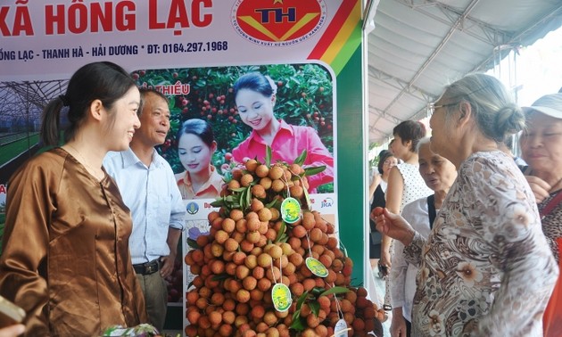 Inauguran feria de promoción de lichis de Thanh Ha y productos agrícolas limpios
