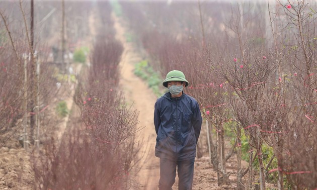 Ambiente dinámico en los viveros de melocotoneros y kumquats en Hanói en vísperas del Tet  
