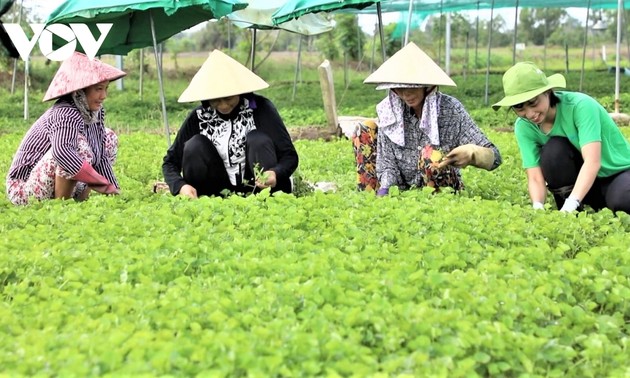 Jóvenes vietnamitas apuestan por la agricultura orgánica para montar sus propios negocios 