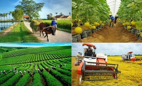 Vietnam continúa elevando la eficiencia de la económica colectiva