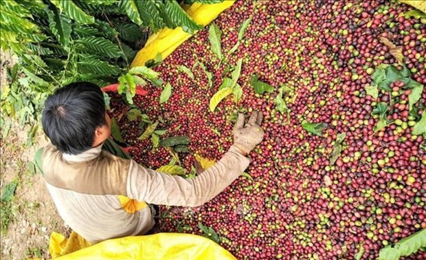 Aumentan las exportaciones de café vietnamita a Japón