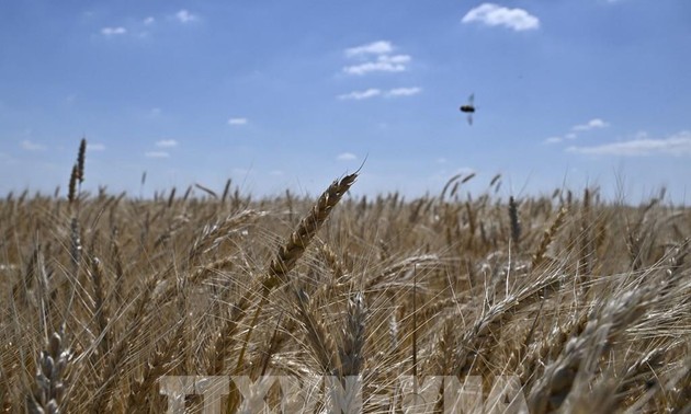 Rusia y Ucrania firman un acuerdo para reanudar las exportaciones de granos