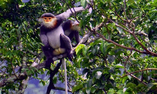 Vietnam promete aportar a los esfuerzos conjuntos para conservar la biodiversidad global