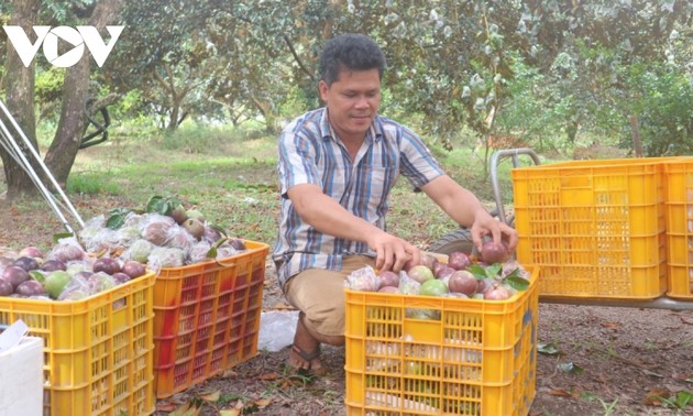 Refuerzan la cooperación para llevar caimitos morados vietnamitas al mercado estadounidense