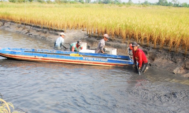 Cultivo combinado de arroz-camarón: un modelo económico sostenible para los campesinos en Ca Mau