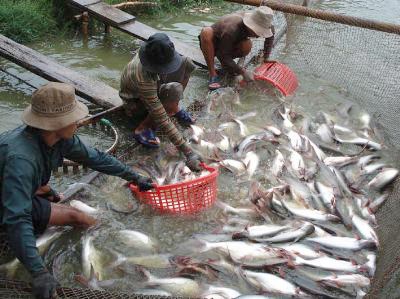 Vietnam planea elevar valor exportador de los pescados Tra (pangasius)