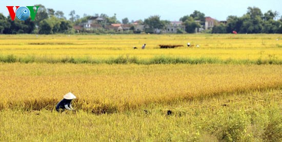 Temporada de cosecha de arroz en Hue
