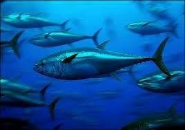 Seminario para aumentar gestión del atún en Vietnam