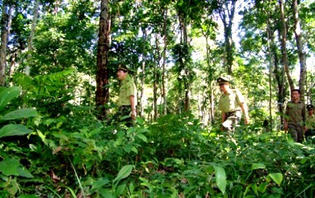 Empeñado en proteger bosques de Truong Son