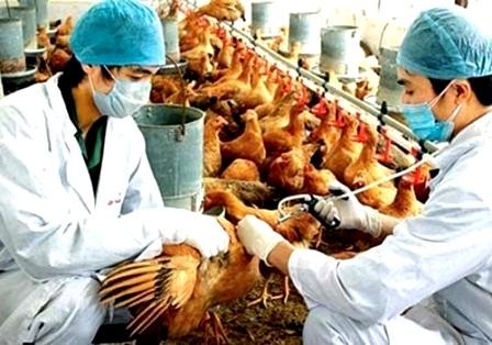 Arrecia Vietnam medidas preventivas contra la gripe aviar tipos H5N1 y H7N9