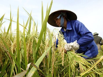 Vietnam, premiada por la lucha contra la pobreza y la desnutrición