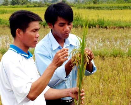 Alianza a tres bandas para fomentar las áreas campestres en Ninh Thuan