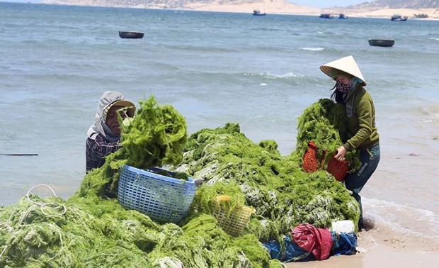 베트남과 한국: 녹색 경제 향함