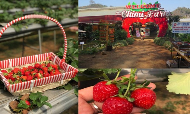 치미 딸기 농장 탐구 – 목 쩌우의 매력적인 관광지