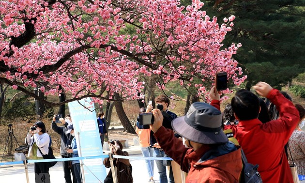 한국 벚꽃 축제의 새로운 면