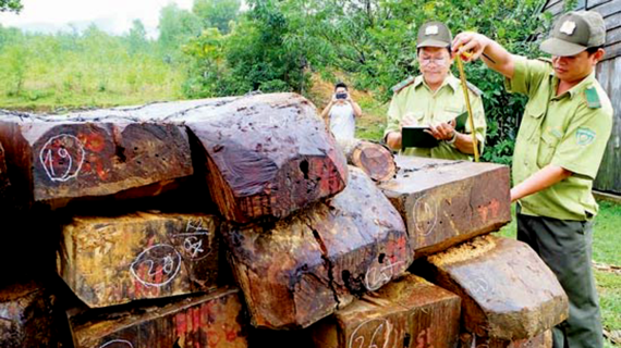 Renforcer la protection et le développement des forêts