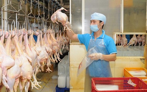 Le poulet vietnamien exporté au Japon