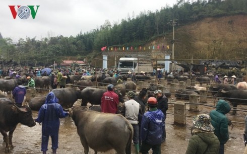 Trà Linh, le plus grand marché aux bestiaux du Nord