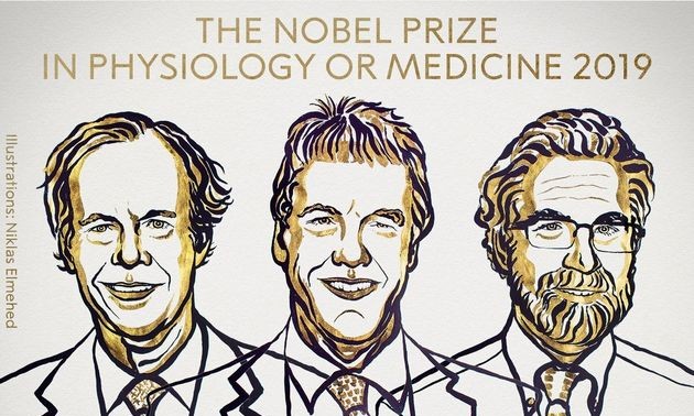 Le Prix Nobel de médecine attribué à des recherches sur l’oxygénation des cellules