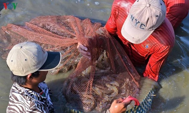 Crevettes : le delta du Mékong veut exporter plus