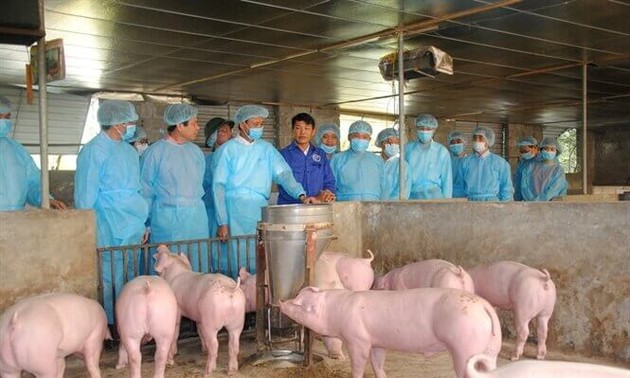Les États-Unis aident le Vietnam à développer un vaccin contre la peste porcine africaine