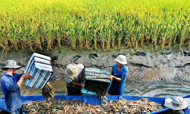 Soc Trang mise sur la rotation entre pénéiculture et riziculture 