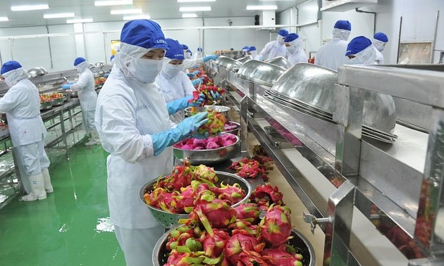 Exportation de légumes: le Vietnam enregistre un chiffre d’affaires de 2,8 milliards de dollars en 6 mois
