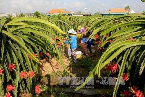 Вьетнам экспортировал первую партию свежих драконьих фруктов питайя в Австралию 