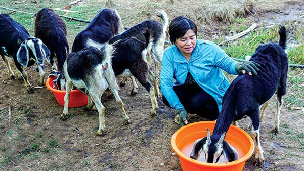 О молодом Нгуен Ван Дине и его моделе разведения коз