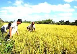 Объем сбора риса в период зимне-весеннего урожая 2019-2020 года в Дельте реки Меконг достиг рекордного показателя