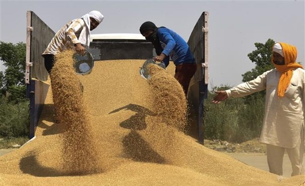ООН и МВФ призывают к скорейшему разрешению глобального продовольственного кризиса