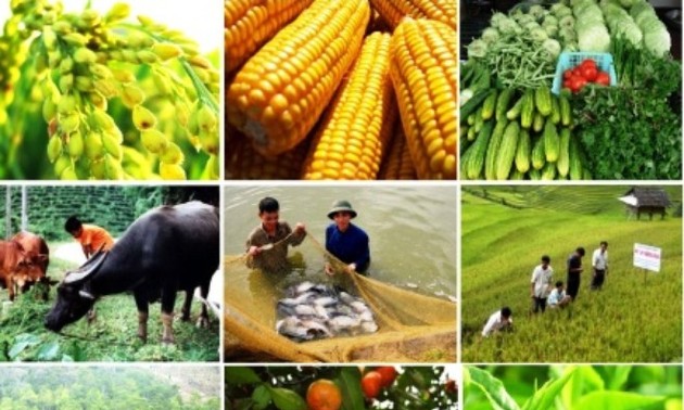 베트남의 농업 발전을 충족시키는 재배법