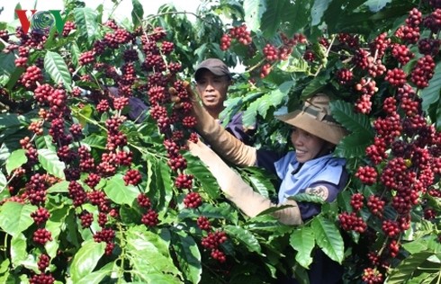 베트남의 특산물 – 커피, 베트남의 새로운 발전 방향