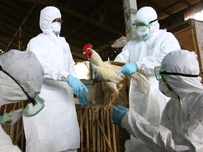 Indonesia menemukan arus baru dari virus flu unggas H5N1