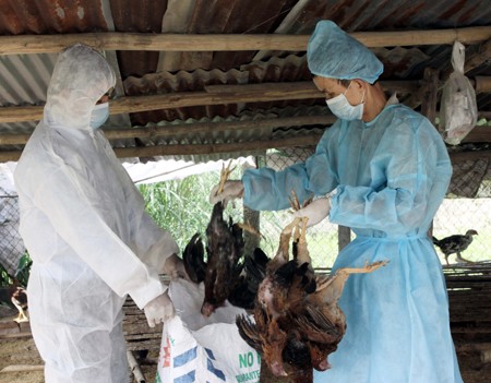 Экстренные меры по предотвращению проникновения во Вьетнам вируса птичьего гриппа H7N9