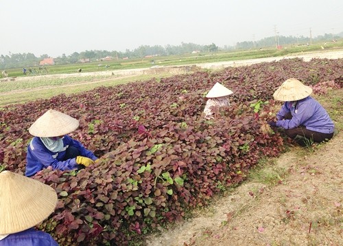 Cоздание ключевых зон по производству сельхозпродукции в провинции Куангнинь