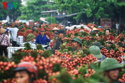 Сезон сбора урожая личи в Бакзянге