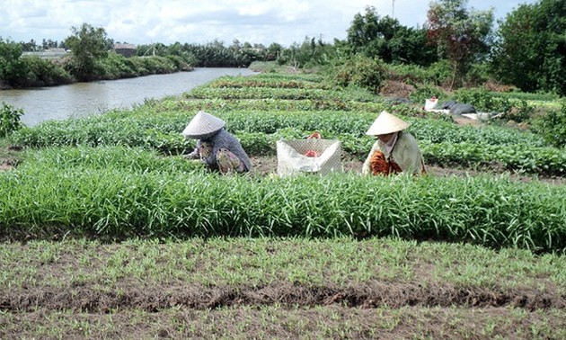 Кхмеры развивают местную экономику благодаря реструктуризации растениеводства