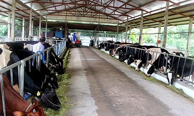 Крестьяне уезда Кучи обогащаются благодаря разведению молочных коров