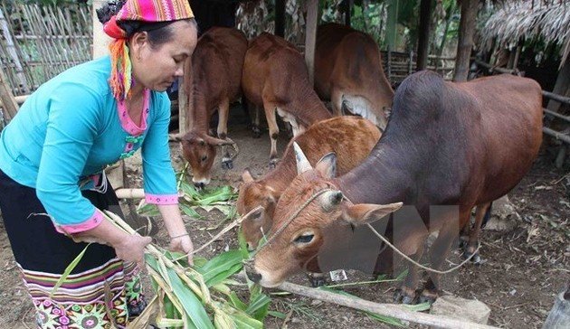 Во Вьетнаме изучают определение новых критериев бедности
