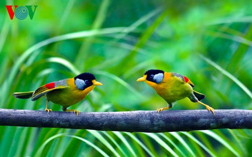 Красивые и редкие птицы во Вьетнаме