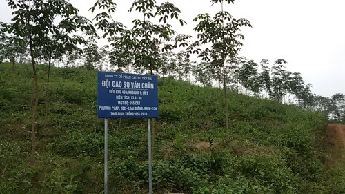 Выращивание каучука на холмах в провинции Йенбай