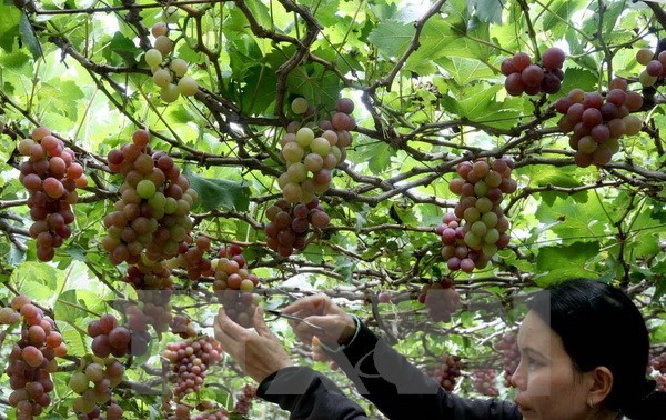 Крестьяне провинции Ниньтхуан выращивают виноград для устойчивого развития