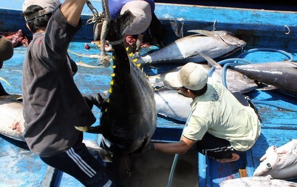 Ловля океанского тунца во Вьетнаме