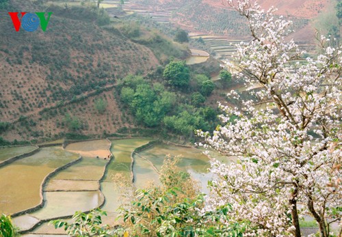 На северо-западе Вьетнама цветут баухинии