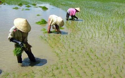 ВБ содействует обновлению сельского хозяйства и образования Вьетнама