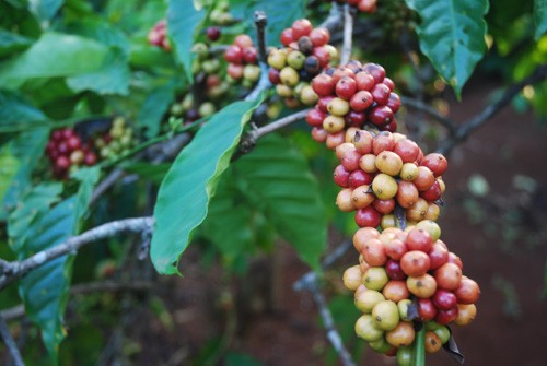 В провинции Даклак устойчиво производят кофе для строительства новой деревни