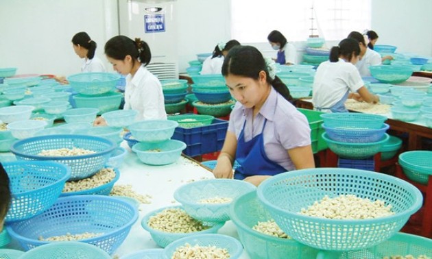 Увеличение экспорта орехов кешью – позитивный признак для сельхозпродукции Вьетнама