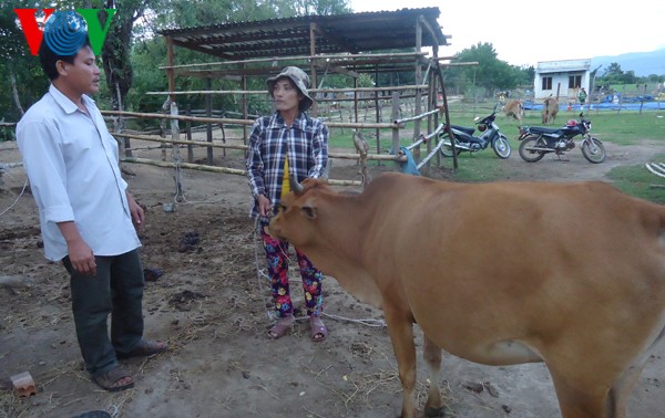 Крестьяне провинции Ниньтхуан помогают друг другу в развитии семейного хозяйства