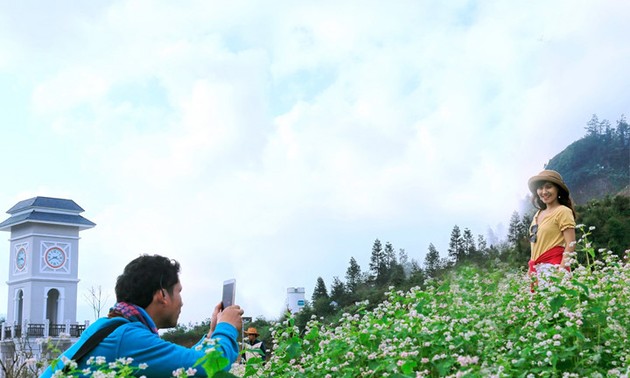 Гречиха цветёт на горе Фансипан